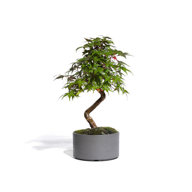 もみじ -Japanese maple- (推定樹齢10年)-M0019- 詳細画像